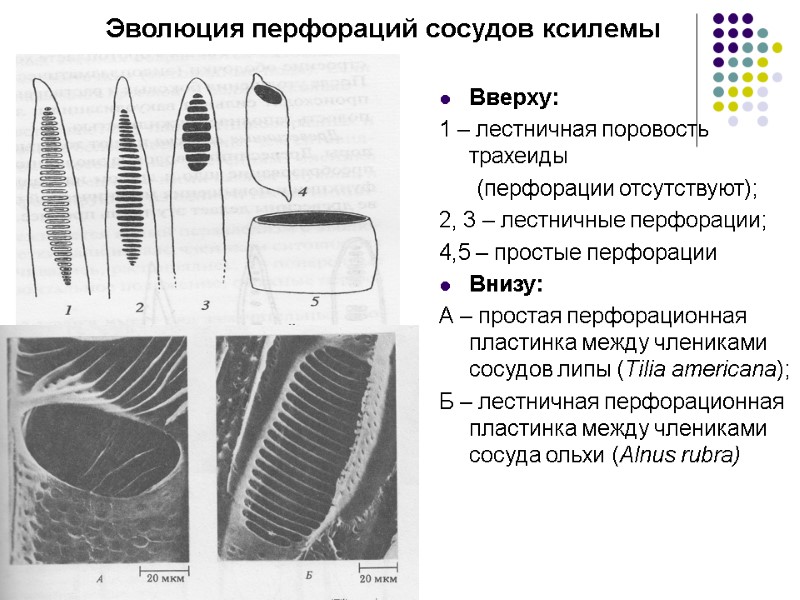 Эволюция перфораций сосудов ксилемы Вверху: 1 – лестничная поровость трахеиды    